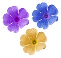 Set blue-yellow-purple flowers. Garden violets. White isolated background with clipping path. Closeup. no shadows. Royalty Free Stock Photo