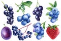 Set Blueberry, elderberry, strawberry, currant and plum, isolated white background. watercolor hand drawn illustration Royalty Free Stock Photo