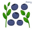 A set of blueberry elements. Sprigs bilberries with leaves and blue berries. Forest plant huckleberry. Isolated