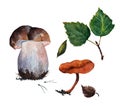 Set of Boletus mushroom, pine needles, Chanterelle mushroom, one brown leaf and three green leaves. Watercolor on white background Royalty Free Stock Photo