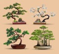 Set of bonsai Japanese trees grown in containers. Beautiful realistic tree. Tree in bonsai style. Bonsai tree on the red Royalty Free Stock Photo