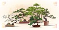 Set of bonsai Japanese trees grown in containers. Beautiful realistic tree. Tree in bonsai style. Bonsai tree on the red Royalty Free Stock Photo