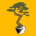 Set Of Bonsai Japanese Trees Grown In Containers Vector Royalty Free Stock Photo