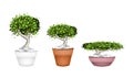 Set of Bonsai Tree in Ceramic Pots