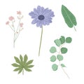 Set of botanical with charcoal pencil style - wild flowers and herb - Illustration