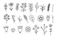 Set of botanical flower doodle elements, ornament floral hand drawn for card, Illustration,  vector Royalty Free Stock Photo