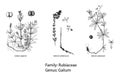 Set of botanical illustration
