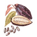 Set of botanical illustration. Watercolor cocoa fruit collection isolated on white background. Hand drawn exotic cacao