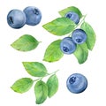 A set of botanical illustrations. A branch of blueberries with green leaves. Royalty Free Stock Photo