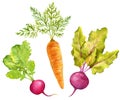 Set of botanical illustrations, small radish, orange carrot and purple beetroot with leaves, watercolor illustration Royalty Free Stock Photo