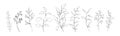 Set of botanical line art floral leaves, plants. Hand drawn sketch branches