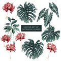 Set of Botanical plants and exotic hibiscus flower ,monstera leaves  in vector hand drawn design Royalty Free Stock Photo