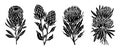 Set of botanical silhouettes of protea flowers. Royalty Free Stock Photo