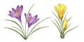 A set of botanical sketches, Purple and yellow crocus flower, spring flower, watercolor illustration Royalty Free Stock Photo