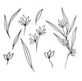 Set of botanical vector illustrations. Twigs with flowers isolated without background. minimalistic ink illustration for Royalty Free Stock Photo