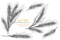 Set botany hand drawn sketch Ears of wheat sheaf isolated on white background. Engraving style. Herbal frame. Natural