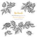Set of botany hand drawn sketch hop borders and frames isolated on white background. Line drawing. Herbal frame. Natural