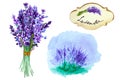 Set of a bouquet of lavender flowers, label and lavender bush on a white background. Hand drawn watercolor