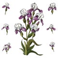 Set of bouquet  and single buds of iris flowers. Hand drawn ink and colored sketch. Royalty Free Stock Photo