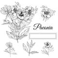 Set with  bouquet and single flowers of peony and leaves. Hand drawn ink sketch. Black elements isolated on white background Royalty Free Stock Photo