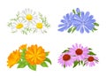 Set of bouquets of flowers isolated on a white background. Vector illustration of chamomile, calendula, chicory and echinacea. Royalty Free Stock Photo