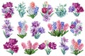 Set of bouquets of flowers. Tulips, hyacinths, eucalyptus leaves painted in watercolor on a white background