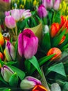 Set of bouquets of tulips of different colors, tulips bouquet. Present for March 8, International Women's Day Royalty Free Stock Photo