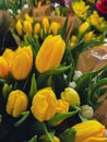 Set of bouquets of tulips of different colors, tulips bouquet. Present for March 8, International Women's Day Royalty Free Stock Photo