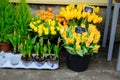 Set of bouquets of tulips of different colors in a street stall selling flowers, Estonia. Royalty Free Stock Photo