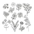 Set of bouquets of wild flowers. Hand drawn black line drawing