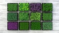 Set of boxes with microgreen sprouts of parsley, dill, basil, onion, rosemary, mint, thyme isolated on white background. Top view