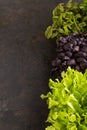 Set of boxes with microgreen sprouts of purple basil, sorrel, lettuce on black concrete background. Side view, copy space