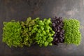 Set of boxes with microgreen sprouts of purple and green basil, sorrel, cilantro on black concrete background. Top view