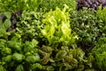 Set of boxes with microgreen sprouts of purple and green basil, sunflower, radish, sorrel, pea, lettuce. Side view