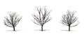 Set of Bradford Pear trees in the winter with shadow on the floor on white background Royalty Free Stock Photo