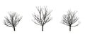 Set of Bradford Pear trees in the winter on white background Royalty Free Stock Photo