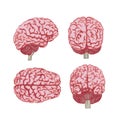 A set of brains in four angles. Colorful illustration made by artistic brush Royalty Free Stock Photo