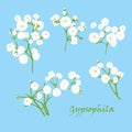 Set of branch beautiful hand-drawn white gypsophila, on blue background Royalty Free Stock Photo