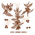 Set of branch coffee painted by brush hand-drawn