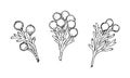 Set of branch elements with flowers of Brunia Albiflora plant, drawing in black outline with white fill.