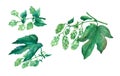 Set branch green hops. Watercolor illustration Royalty Free Stock Photo