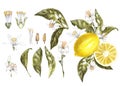 Set Branch of watercolor lemon tree with leaves, yellow lemons and flowers. Hand drawn watercolor elements for your Royalty Free Stock Photo