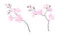 Set of branches of blossoming cherry tree. Sakura twigs with flower buds vector illustration