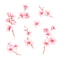 Set with branches of cherry blossoms. Watercolor style.