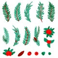 Set of branches of coniferous trees. pine, spruce, juniper, holly Royalty Free Stock Photo