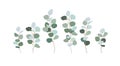 Set of branches eucalyptus silver dollar. Clip art greens for design cards, invitations, decorations. Bluish leaves, floristry, Royalty Free Stock Photo