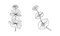 Set of branches of honeysuckle LonÃÂ­cera caprifÃÂ³lium with flowers and berries, black outline drawing. Royalty Free Stock Photo