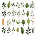 set of branches with leafs and seeds icon vector illustration graphic design Royalty Free Stock Photo