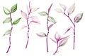 Set of branches with leaves of colorful tradescantia plant isolated on white background. Watercolor hand drawn