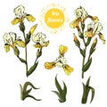 Set of  branches and leaves of yellow  iris flowers. Hand drawn ink and colored sketch. Collection  of color objects. Royalty Free Stock Photo